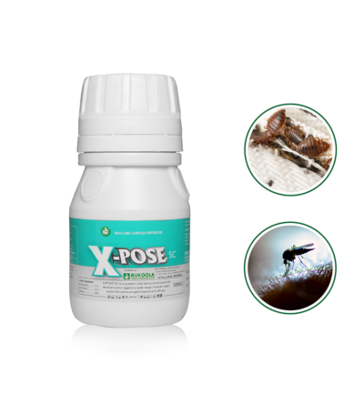 X-pose